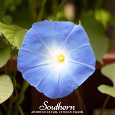 Image result for Ipomoea trinervia