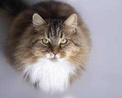 サイベリアン catの画像