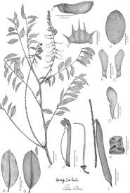 Image result for Indigofera sp.nov. aff. I chimanimaniensis