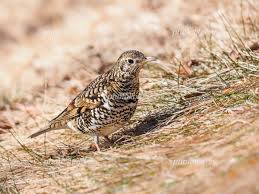 Image result for トラツグミ