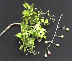 Image result for Ekebergia