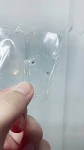 Image result for what do lice look like in dog fur