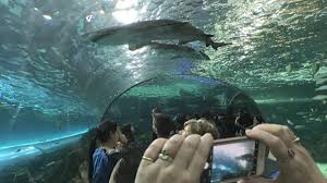 Ripley'S Aquarium Of Canada: Tips For Your Visit