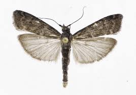 Image result for Pyla fusca