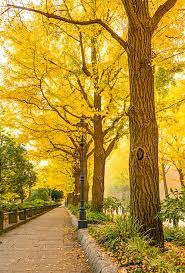 .ginkgo biloba leaf, ginkgo extract, ginkgo folium, ginkgo leaf extact, ginkgo seed, graine de ginkgo, herba ginkgo biloba, japanese silver apricot, kew tree, maidenhair tree, noyer. The Life Story Of The Oldest Tree On Earth Yale E360