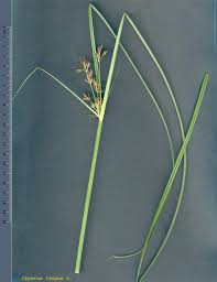Image result for Cyperus longus