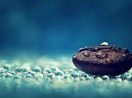 Macro Photography Macro Photography Wallpaper Hd Wallpapers For Pc Photography Wallpaper