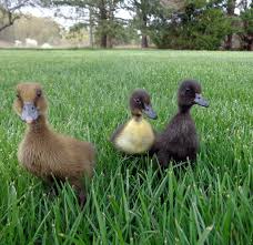 Raising Ducklings Naturally Fresh Eggs Daily