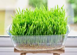 What is the easiest way to grow grass? How To Grow Wheatgrass At Home With Without Soil Alphafoodie
