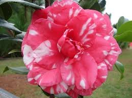Pin Em My Flower Dome Camelia