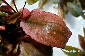 This means that however many emersed leaves are left will probably melt after a few weeks in your tank. Aqua Lush Cryptocoryne Flamingo Finally Here Emersed Facebook