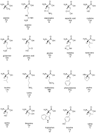 Sc12 Biological Building Blocks Amino Acids