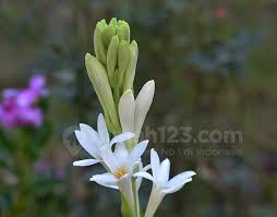 Di jepang, bunga sedap malam digunakan sebagai lambang cinta. Yuk Percantik Rumah Dengan Kehadiran Bunga Sedap Malam Rumah123 Com