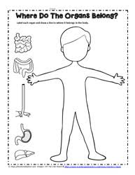 Take the nervous system quiz at kidshealth.org and write the letter of the correct answer. Human Body Teaching Activities Worksheets
