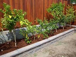 If you don't, you are missing out on a lot of delicious treats your family could enjoy year after year. Backyard Farming Your Backyard Farm Fruit Trees Backyard Small Backyard Gardens Backyard Plants