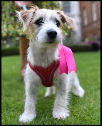 Dominic cummings reignites feud with carrie symonds claiming she went 'completely crackers' over dog story. Carrie Symonds On Twitter Meet Our Gorgeous Little Rescue Puppy Dilyn Adoptdontshop