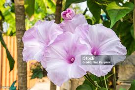 Image result for Ipomoea carnea
