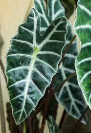 Alocasia Amazonica Alocasia Polly Care African Mask Plant Houseplant Central