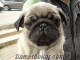 Burusuk Surat Sevimli Hareketli Pug Mops Yavrularimiz