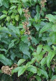 Image result for Thomandersia butayei