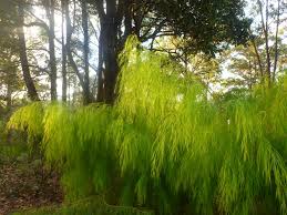 Acacias are commonly cultivated throughout temperate, tropical and desert regions, and include numerous distinctive growth forms with a profusion of yellow or white flower clusters. Acacia Cognata Lime Magik Wattle Gardening With Angus