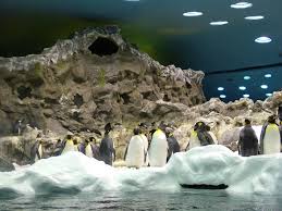 Resultado de imagen de imagenes de loro parque