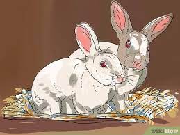 How To Care For An Outdoor Rabbit 10 Steps With Pictures