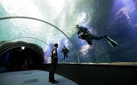 Idéal à visiter pendant vos vacances. Plongee Dans Nausicaa Le Plus Grand Aquarium D Europe Le Parisien