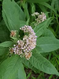 Image result for Pluchea bequaertii