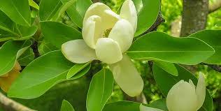 What flowers bloom in february in zone 7? Atlanta Botanical Garden What S In Bloom Plant Hotline