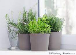 Sogar wenn die fenster geschlossen bleiben, dringt der feinstaub durch das gemäuer in die wohnungen. Krauter Und Gewurze In Der Wohnung Kuche Ziehen Hausgarten Net