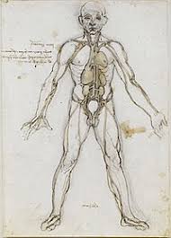 Human skeleton, the internal skeleton that serves as a framework for the body. List Of Bones Of The Human Skeleton Wikipedia