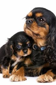 Black And Tan Cavalier King Charles Puppy Black And Tan Cavalier King Charles Spaniel Cute Animals King Charles Spaniel Puppies
