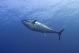 July 1, 2020 abdullah james clarke. Is Tuna Fish Halal Quora