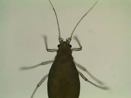 It is because they can bring damages to health as well as property. Early Intervention Key To Cannabis Pest Control Greenhouse Canada