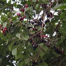 Image result for Syzygium cumini