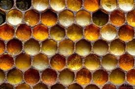 The Various Colors Of Pollen In A Honey Bee Nest Indicate