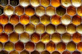 the various colors of pollen in a honey bee nest indicate