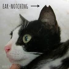 There are other methods of letting others know the cat is spayed, such as ear notching, but tattoos work, too. Understanding Ear Tipping In Feral Cats Well Minded Pets