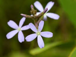 Image result for Buchnera