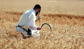 Image result for harvest israel images