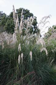 Image result for Ampelocissus multistriata