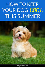 How To Keep Your Dog Cool In Summer 19 Ideas To Stop Dogs From Overheating In 2020 Dog Breeds That Dont Shed Dog Breeds Medium Calm Dog Breeds