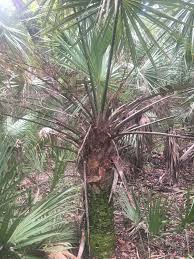 Image result for Sabal etonia