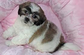 Our florida teddy bear puppies are well socialized around kids and other dogs. Teddy Bear Puppy For Sale Heavenly Puppies