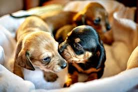 Picking the perfect puppy is only the beginning. Choosing A Puppy How To Get It Right