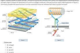 A general form is found widely distributed in animals. Figure 1 Shows A Model Of A Plant Cell Wall The Blue Chegg Com
