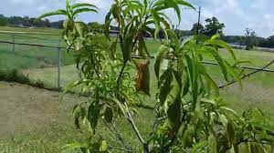 Check spelling or type a new query. Florida King Peach Tree Youtube