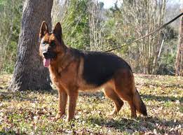 Akc registered german shepherd puppy for sale york of kreative male born: Heritage Hills Ranch German Shepherd Breeder Quality Puppies For Sale