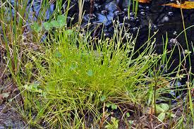 Image result for Isolepis setacea